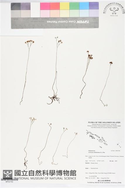 分枝莎草蕨藏品圖，第1張