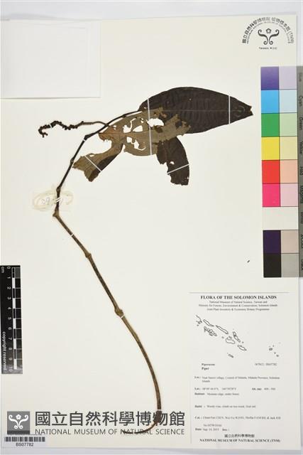 登錄號:BS07782藏品圖，第1張