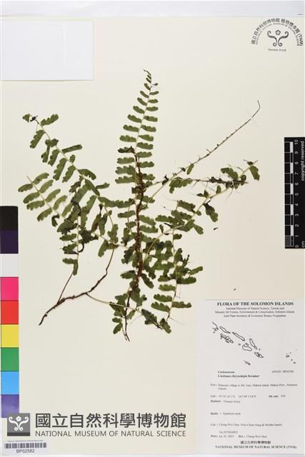 登錄號:BP02582藏品圖，第1張