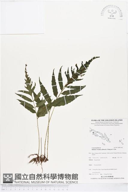 登錄號:BP01582藏品圖，第1張