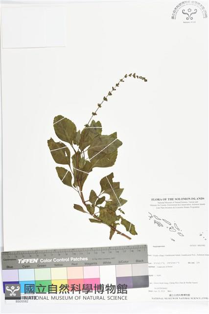 登錄號:BS05582藏品圖，第1張