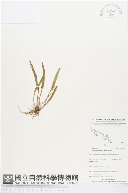 登錄號:BS03582藏品圖，第1張