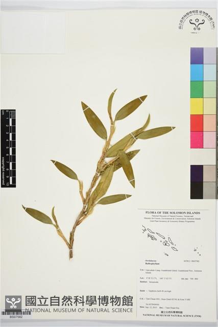 登錄號:BS07582藏品圖，第1張