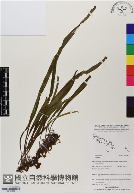 登錄號:BP02982藏品圖，第1張