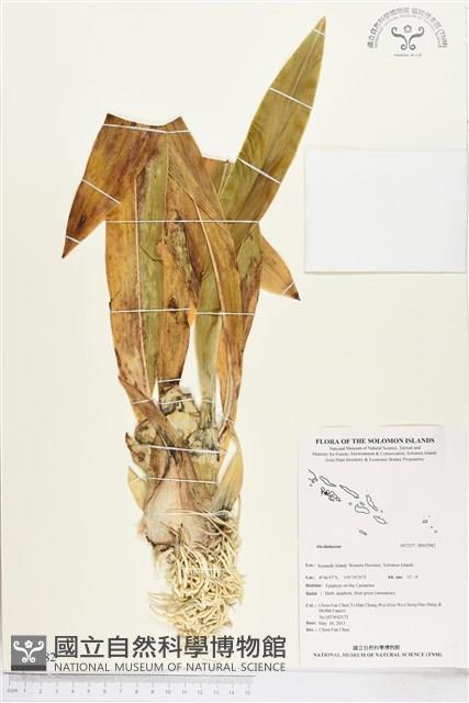 登錄號:BS02982藏品圖，第1張