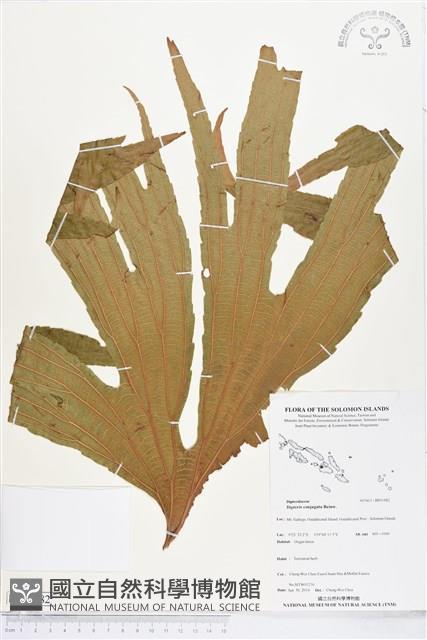 雙扇蕨藏品圖，第1張