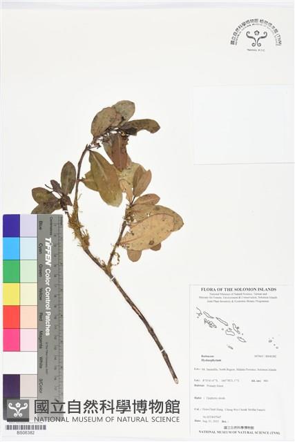 登錄號:BS06382藏品圖，第1張