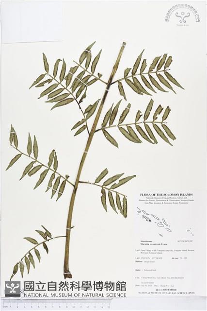 登錄號:BP01382藏品圖，第1張