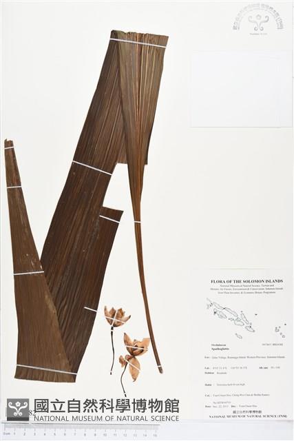 登錄號:BS04382藏品圖，第1張