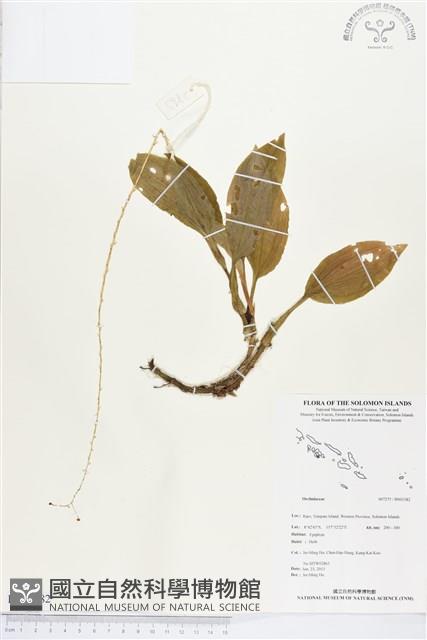 登錄號:BS03382藏品圖，第1張