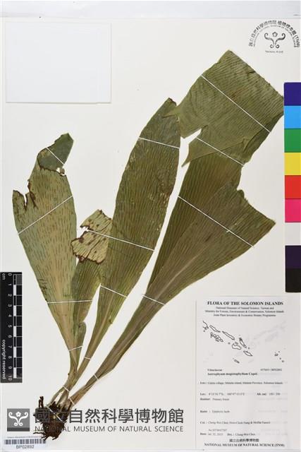 登錄號:BP02892藏品圖，第1張