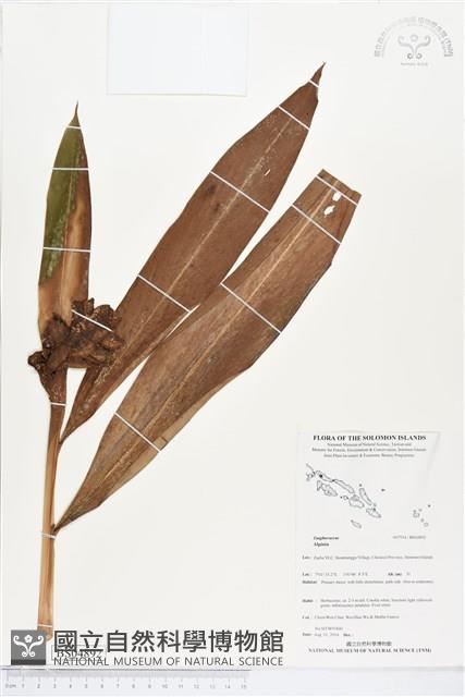 登錄號:BS04892藏品圖，第1張