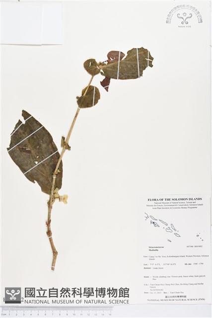 登錄號:BS03892藏品圖，第1張