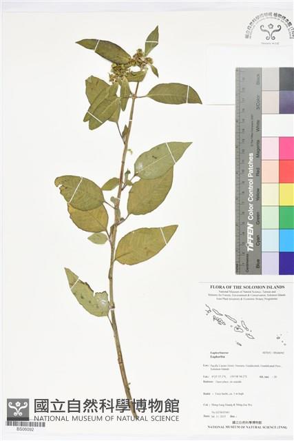 登錄號:BS06092藏品圖，第1張