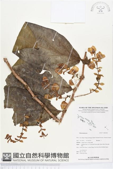 登錄號:BS03092藏品圖，第1張