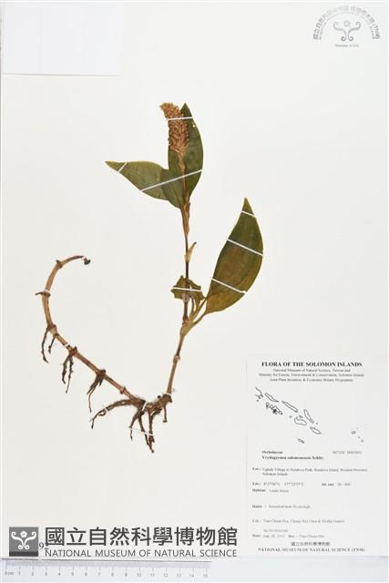 登錄號:BS03692藏品圖，第1張