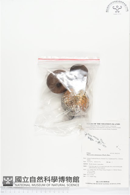 所羅門西谷椰藏品圖，第1張