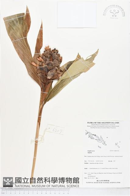 登錄號:BS05192藏品圖，第1張