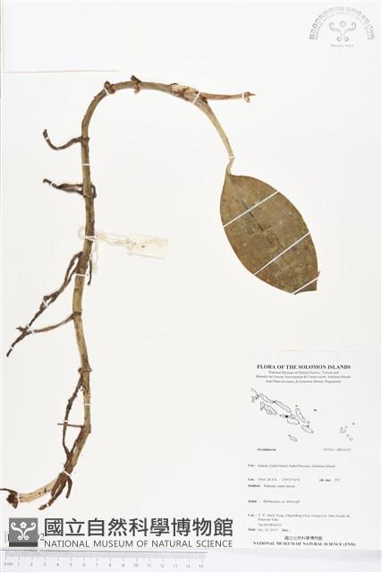 登錄號:BS04192藏品圖，第1張