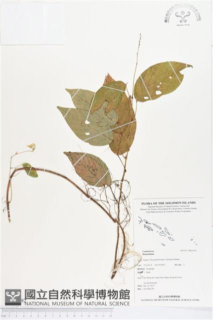 登錄號:BS03192藏品圖，第1張