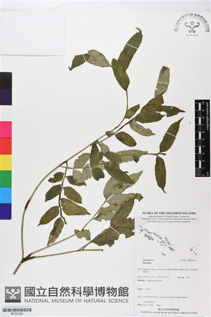 登錄號:BP02492藏品圖，第1張