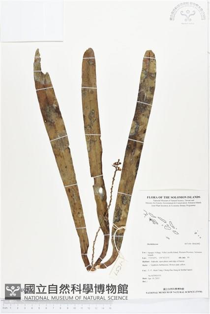 登錄號:BS02492藏品圖，第1張