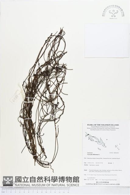 無根草藏品圖，第1張