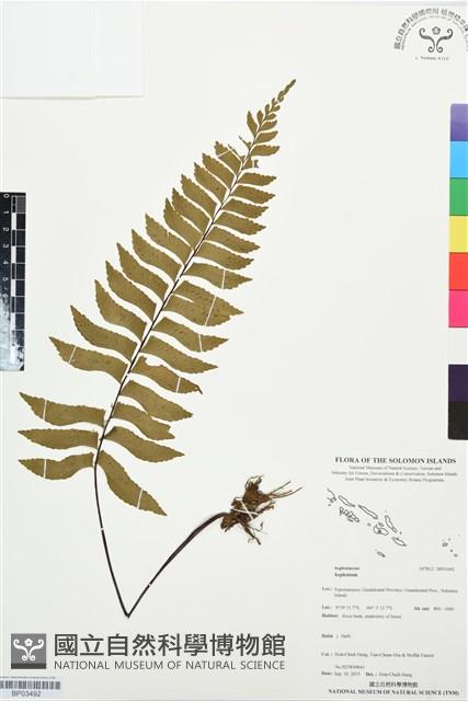 登錄號:BP03492藏品圖，第1張