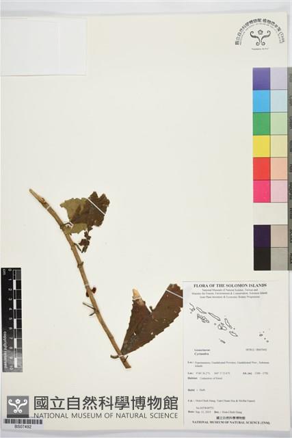 登錄號:BS07492藏品圖，第1張