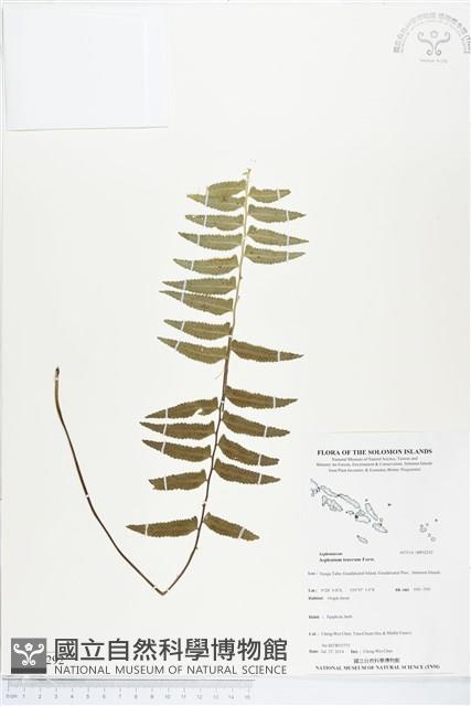 鈍齒鐵角蕨藏品圖，第1張