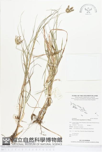 龍爪茅藏品圖，第1張