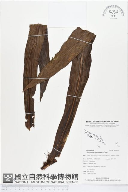 星蕨藏品圖，第1張