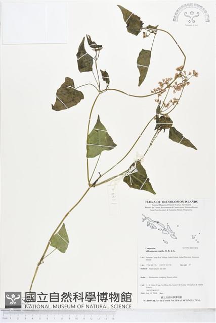 小花蔓澤蘭藏品圖，第1張