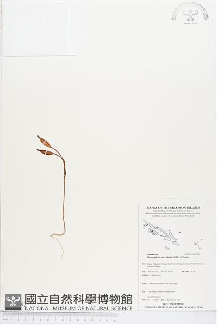 小鬼蘭藏品圖，第1張