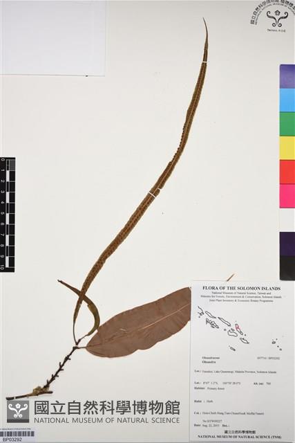 登錄號:BP03292藏品圖，第1張