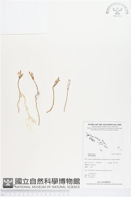 登錄號:BS03292藏品圖，第1張