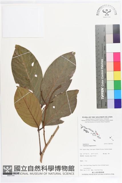 紅毛丹藏品圖，第1張