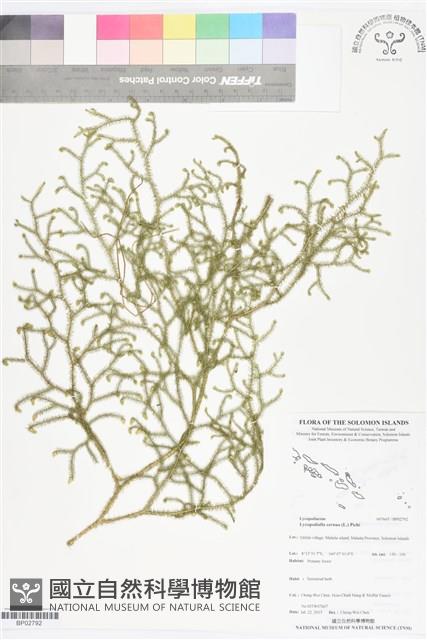 過山龍藏品圖，第1張