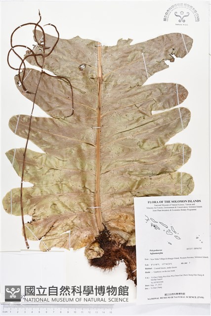 登錄號:BP00792藏品圖，第1張