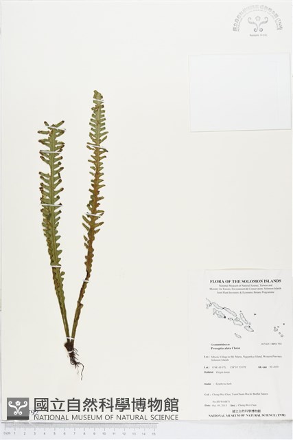 登錄號:BP01792藏品圖，第1張