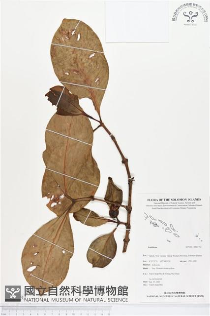 登錄號:BS01792藏品圖，第1張