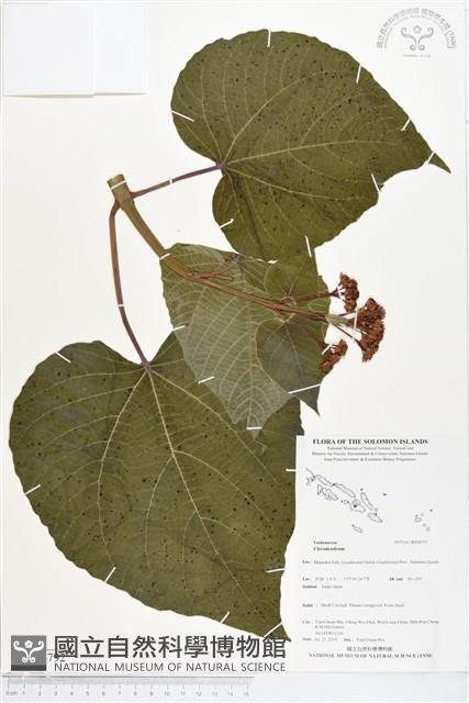 登錄號:BS04792藏品圖，第1張