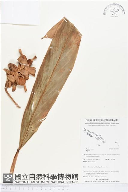 登錄號:BS03792藏品圖，第1張