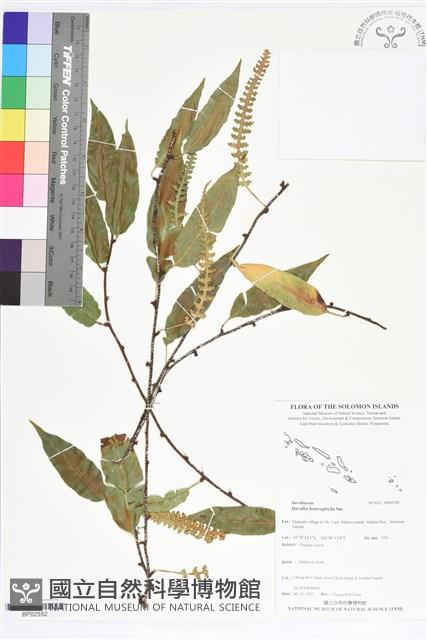 登錄號:BP02592藏品圖，第1張