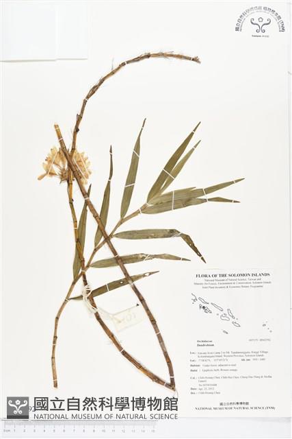 登錄號:BS02592藏品圖，第1張