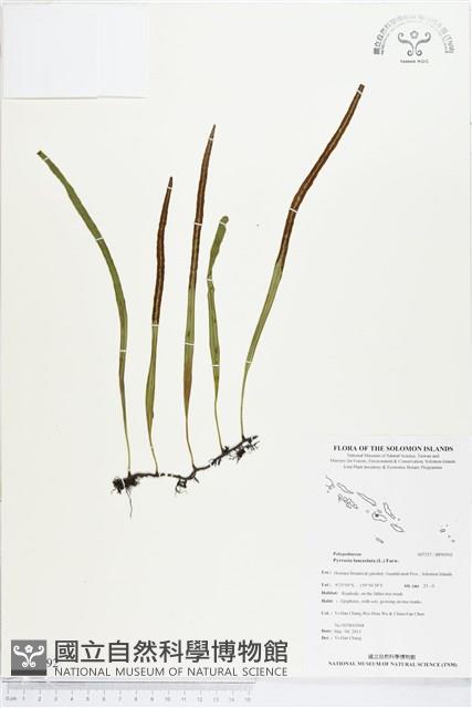 抱樹石葦藏品圖，第1張