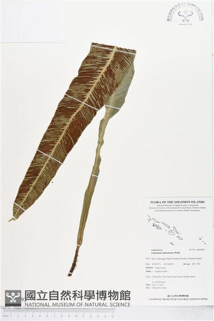 登錄號:BP00992藏品圖，第1張