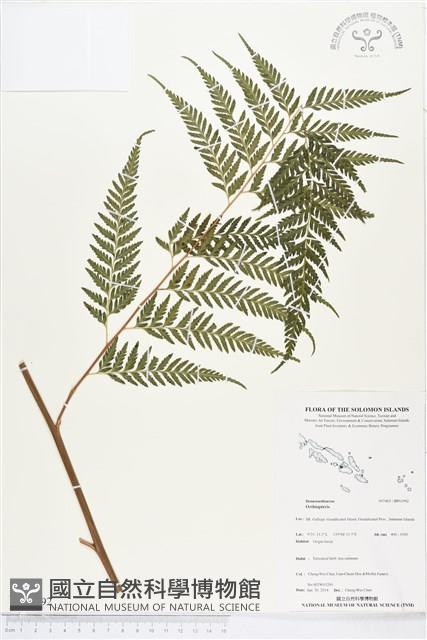 登錄號:BP01992藏品圖，第1張