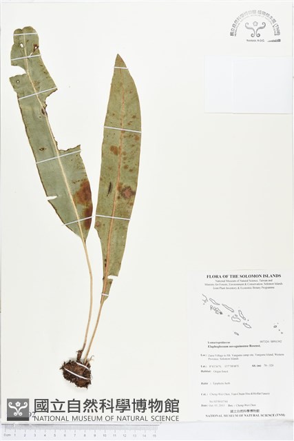 登錄號:BP01392藏品圖，第1張