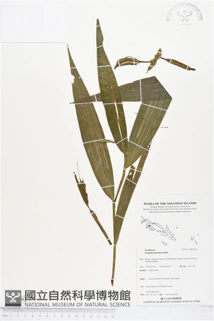 登錄號:BS04392藏品圖，第1張